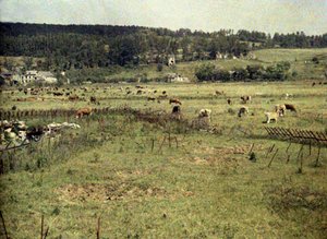 Cattle of the French army grazing between barbed wire and trenches near Vauxrot, Soissons, Aisne, France, 1917